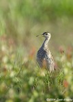 Upland Sandpiper