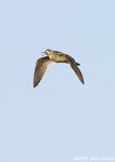 Upland Sandpiper