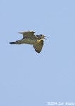 Upland Sandpiper