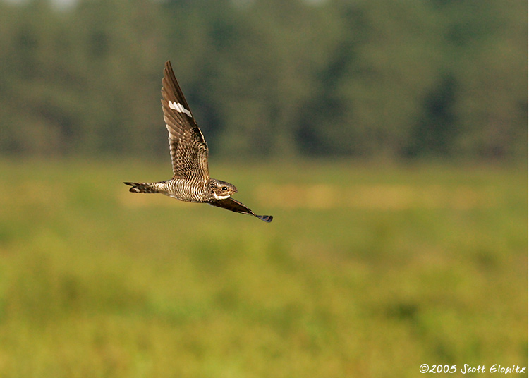 Common Nighthawk