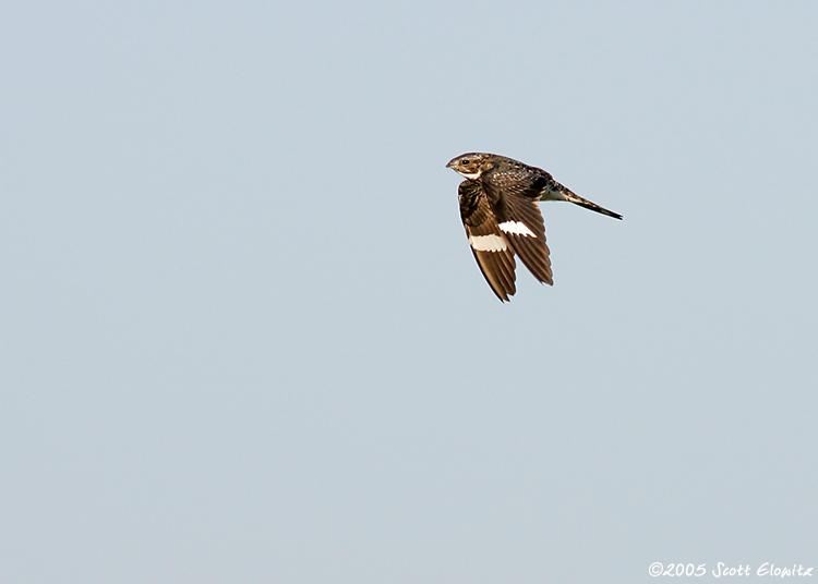 Common Nighthawk