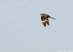 Common Nighthawk