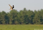 Common Nighthawk