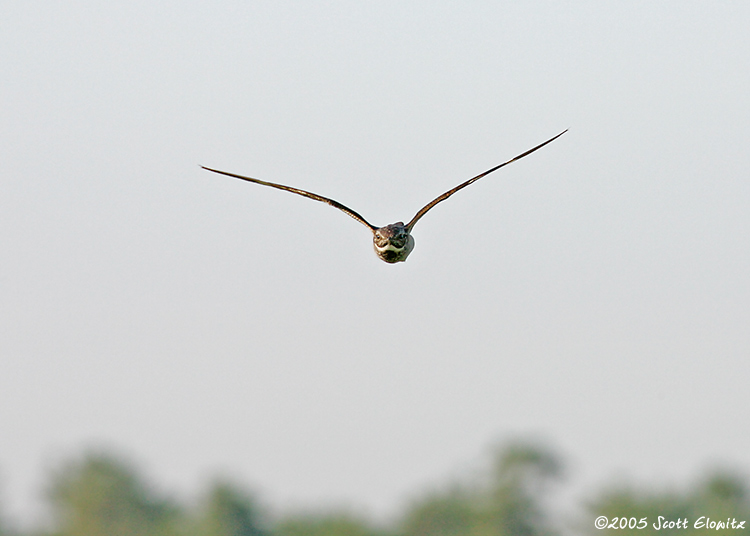 Common Nighthawk