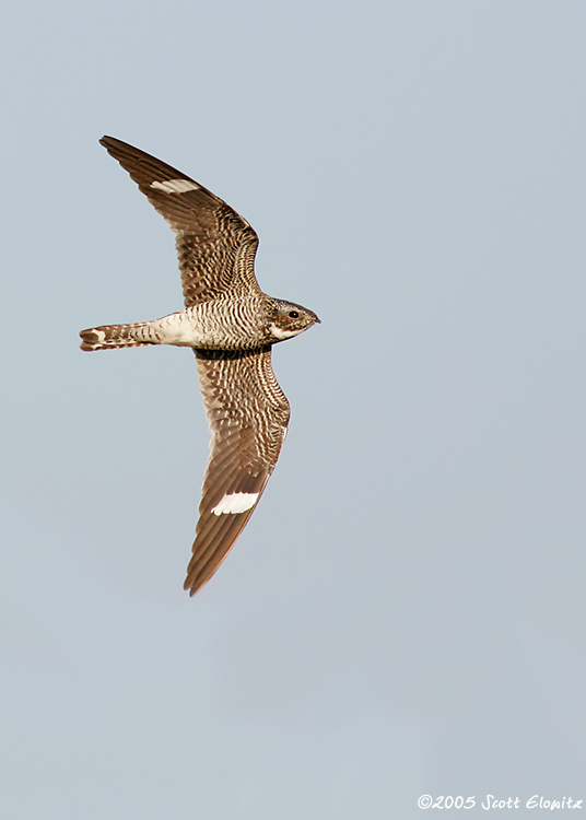 Common Nighthawk