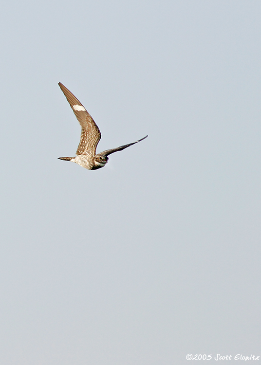 Common Nighthawk