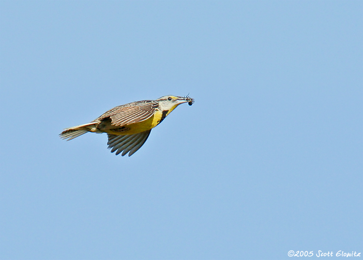 Eastern Meadowlark