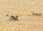 Horned Lark