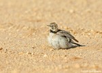 Horned Lark