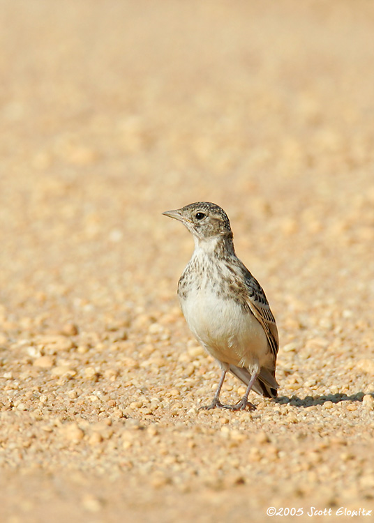 Horned Lark