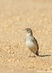 Horned Lark