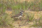 Killdeer