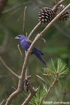 Blue Grosbeak