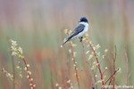 Eastern Kingbird