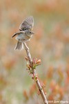 Grasshopper Sparrow