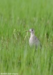 Upland Sandpiper