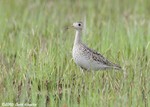 Upland Sandpiper