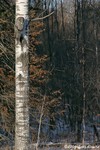 Great Gray Owl