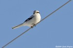 Northern Shrike