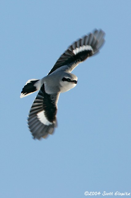 Northern Shrike