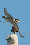 Northern Hawk Owl