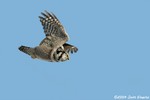 Northern Hawk Owl