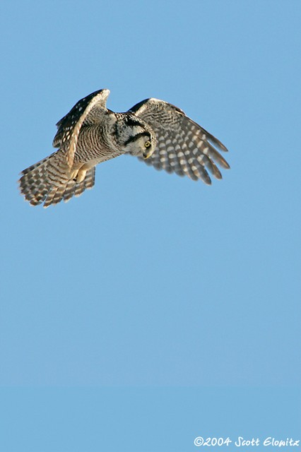 Northern Hawk Owl