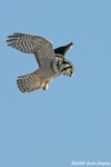 Northern Hawk Owl