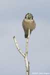 Northern Hawk Owl