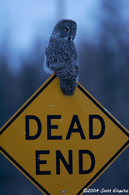 Great Gray Owl