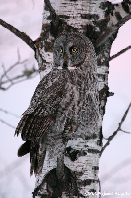 Great Gray Owl