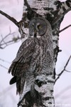 Great Gray Owl