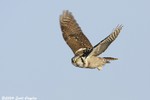 Northern Hawk Owl