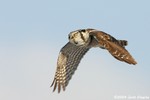 Northern Hawk Owl