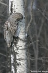 Great Gray Owl