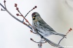 Common Redpoll