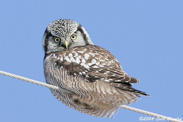 Northern Hawk Owl