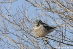 Northern Hawk Owl