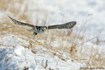 Northern Hawk Owl with vole