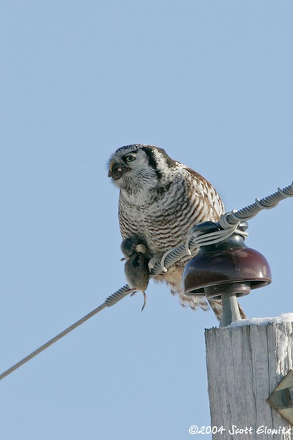 Northern Hawk Owl with vole