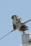Northern Hawk Owl with vole