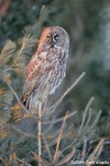 Great Gray Owl