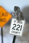 Great Gray Owl