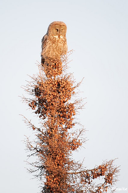 Great Gray Owl