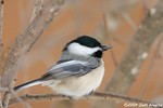 Black-capped Chickadee