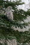 Great Gray Owl