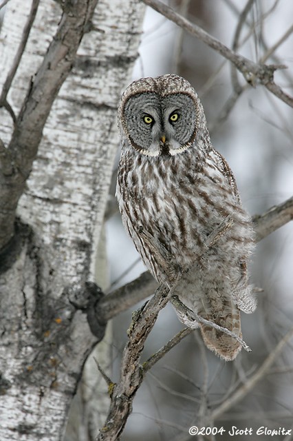 Great Gray Owl