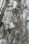 Great Gray Owl