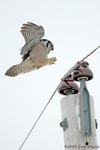 Northern Hawk Owl