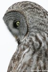 Great Gray Owl